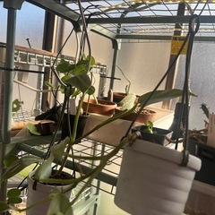 ハンギング　フィロデンドロン　シルバーメタル　観葉植物　塊根植物　多肉植物　ビザールプランツ　レアプランツ　ガーデニング　植物　グリーン　趣味　盆栽　葉　花　庭　草　インテリア　おしゃれ　飾り　園芸　の画像