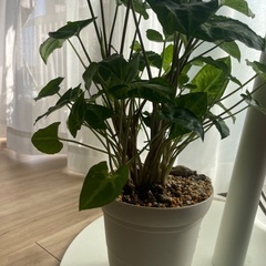 シンゴニウム　観葉植物　鉢つきの画像