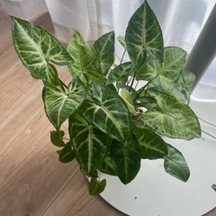 シンゴニウム　観葉植物　鉢つきの画像