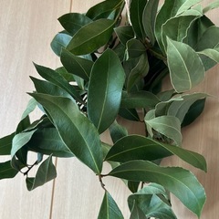 ローリエ　無農薬　乾燥中　50cm超え　2本の画像