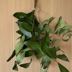 ローリエ　無農薬　乾燥中　50cm超え　2本の画像