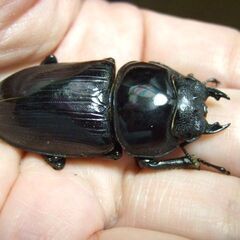 三重県産オオクワガタ F1 ♀47.8ミリの画像