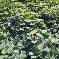 無農薬　安納芋／さつまいもの芋づる(茎)　100g〜の画像