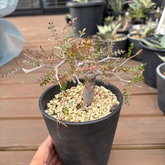 オペルクリカリアパキプス　現地株根差しの画像