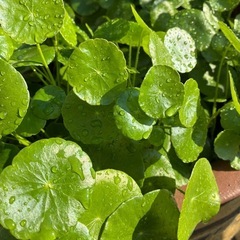 ウォーターコイン(水草)の画像