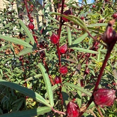 ハイビスカスローゼルの実の画像