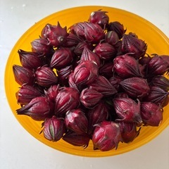 ハイビスカスローゼルの実の画像