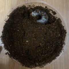 ダイオウヒラタクワガタ幼虫(WD)の画像