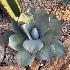 パリートランカータ　アガベの画像