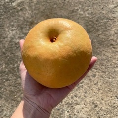 新興梨🍐大玉🍐今季ラストの画像