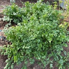 パクチー　コリアンダー Cilantroの画像
