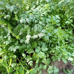 パクチー　コリアンダー Cilantroの画像