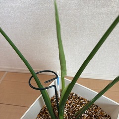 モンステラ　タイコンステレーションの画像