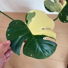 モンステラ　タイコンステレーションの画像