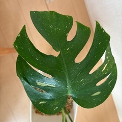 モンステラ　タイコンステレーションの画像