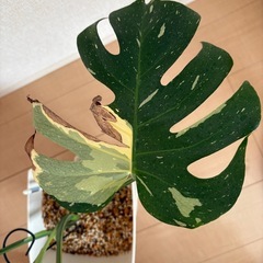 モンステラ　タイコンステレーションの画像