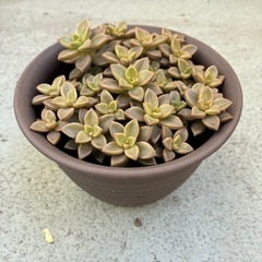 多肉植物・ブロンズ姫の画像