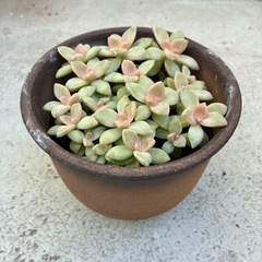 多肉植物・桜牡丹の画像