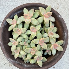 多肉植物・桜牡丹の画像