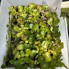 アマゾンフロッグピックや水草のホテイアオイ譲りますの画像