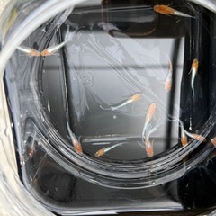 メダカ　苺大福　５匹セット　1500円の画像