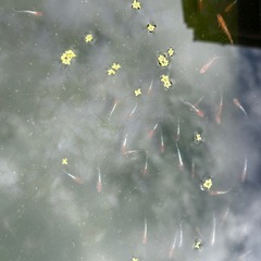 メダカ　苺大福　５匹セット　1500円の画像