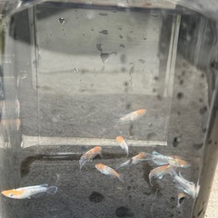 メダカ　苺大福　５匹セット　1500円の画像