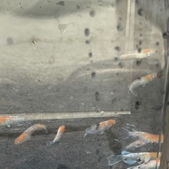 メダカ　苺大福　５匹セット　1500円の画像