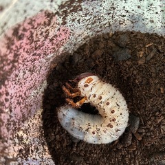 カブトムシ幼虫　4種類　の画像