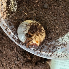 カブトムシ幼虫　4種類　の画像