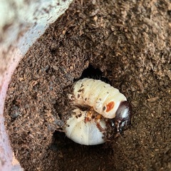 カブトムシ幼虫　4種類　の画像