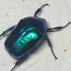 イラン産美麗カナブン  スペキオーサシアノクロラ 2ペアセットの画像