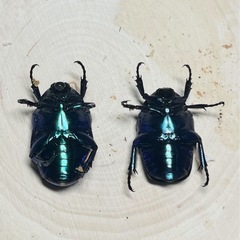 イラン産美麗カナブン  スペキオーサシアノクロラ 2ペアセットの画像