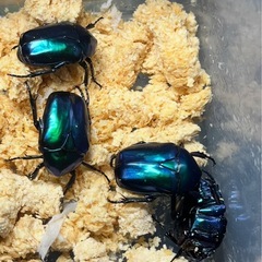 イラン産美麗カナブン  スペキオーサシアノクロラ 2ペアセットの画像