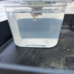 アガベ台湾ゴジラの画像