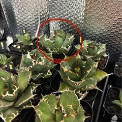 アガベ台湾ゴジラの画像