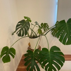 モンステラ（受け皿付）の画像