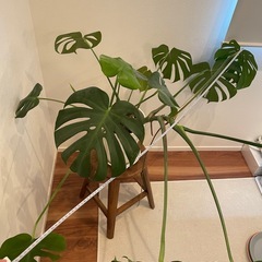 モンステラ（受け皿付）の画像
