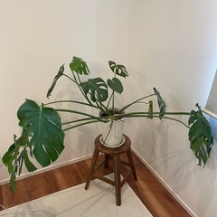 モンステラ（受け皿付）の画像