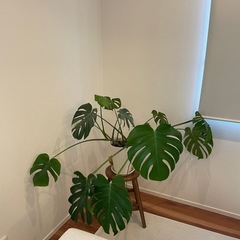 モンステラ（受け皿付）の画像