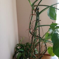モンステラ　180cmくらいの画像