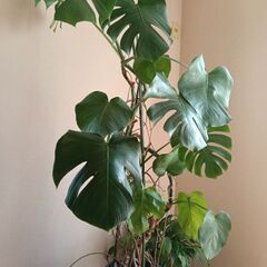 モンステラ　180cmくらいの画像