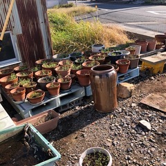 植木鉢の画像