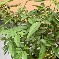 バラ　レッドマザーズデイの画像