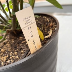 バラ　レッドマザーズデイの画像