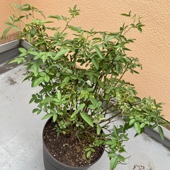 バラ　レッドマザーズデイの画像