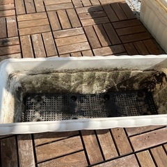 白い長方形の植木鉢あげます　の画像