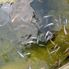 ミックスめだか　残り200匹の画像
