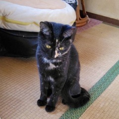 黒サビ　女の子（仮名ブラカ）