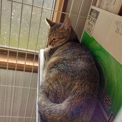 キジ三毛　女の子 − 富山県